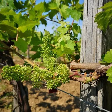 L Escale Des Vignes Proche Emilion Chateau Beynat Holiday home Saint-Magne-de-Castillon