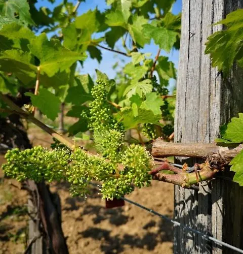 L Escale Des Vignes Proche Emilion Chateau Beynat Semesterbostad Saint-Magne-de-Castillon